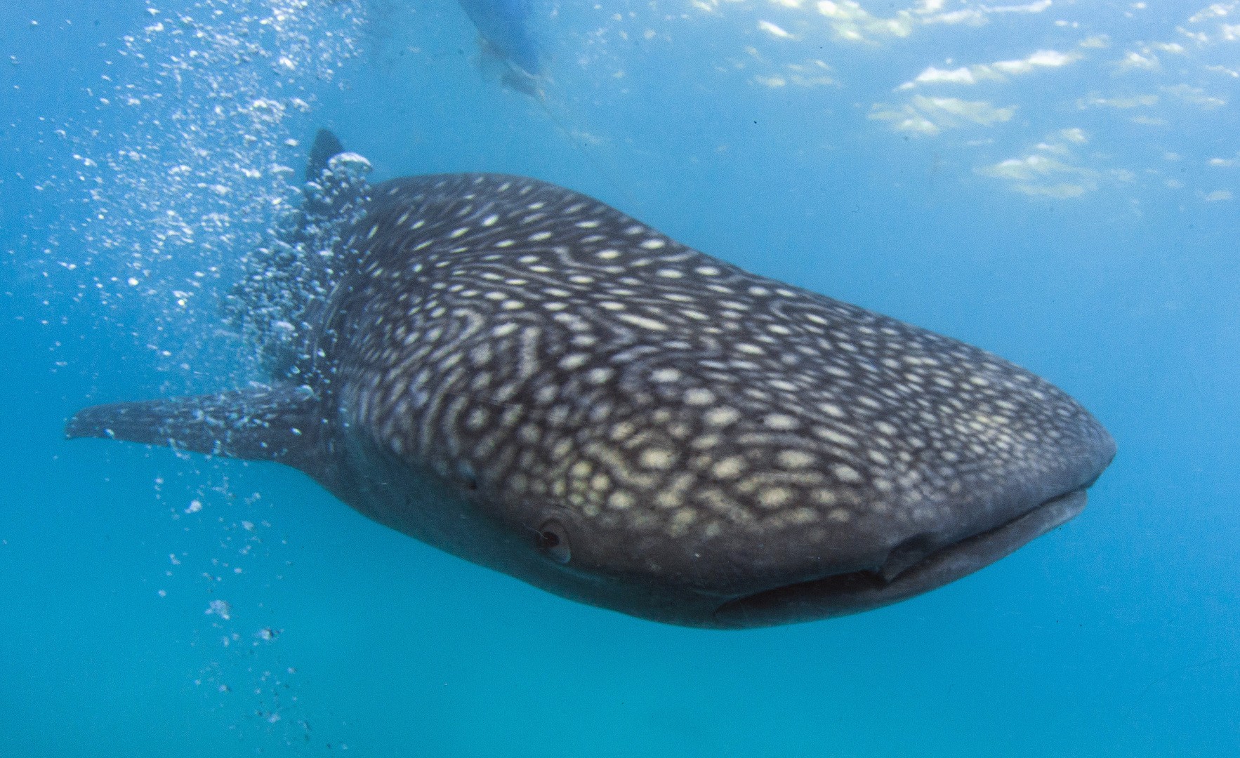 بالفيديو والصور: إنقاذ سمكة قرش حوت فى الإمارات بمهمة استمرت 5 ساعات