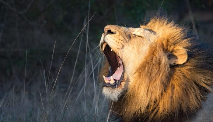 إصابة 4 أسود بكورونا.. وفيديو يرصد الأجواء داخل معقلهم