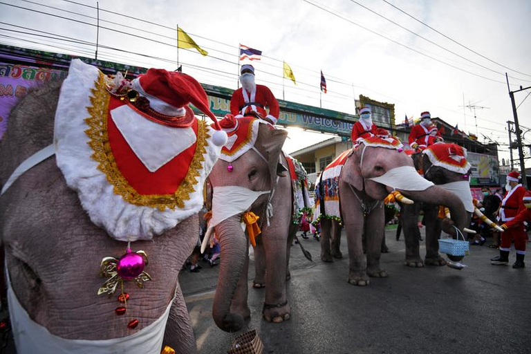 صور: أفيال توزع هدايا الكريسماس في تايلاند