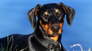 شاهدوا | كلب وفي ينتظر "صاحبه" عدة أيام أمام مدخل المستشفى