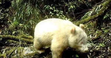 شاهدوا: باندا بيضاء نادرة مصابة بالمهق فى الصين