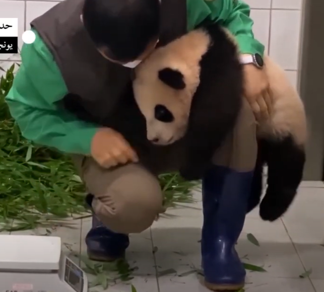 شاهدوا: باندا تتعلق بساق عامل بحديقة حيوانات بكوريا الجنوبية