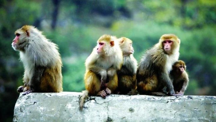 بالفيديو| جاكوزي طبيعي للقرود