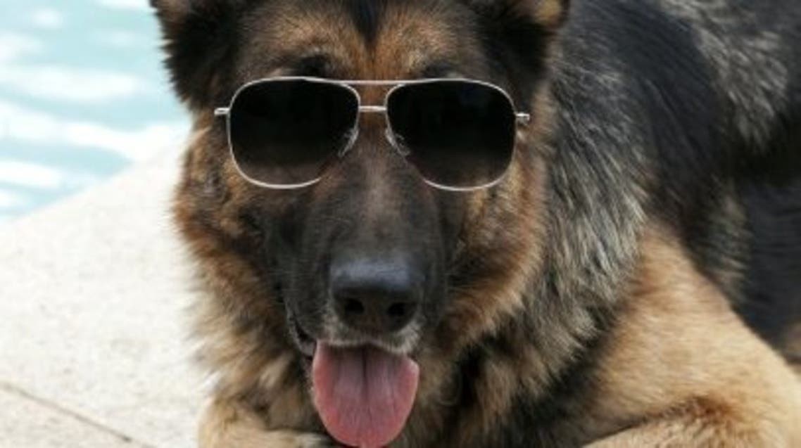 شاهدوا: "للكلاب حظوظ"... كلب ألمانى يرث 5 ملايين دولار