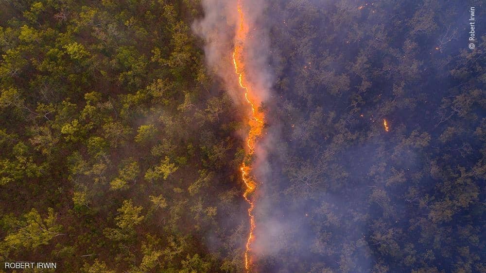 شاهدوا: صورة خط نارى يتوسط غابات أستراليا تفوز كأحسن صورة للحياة البرية فى 2020