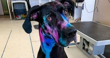 صور: أمريكية تصبغ كلبها بالألوان المضيئة لمساعدة الآخرين على تقبله بسبب حجمه.