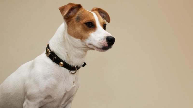 في بيزارا الإسبانية