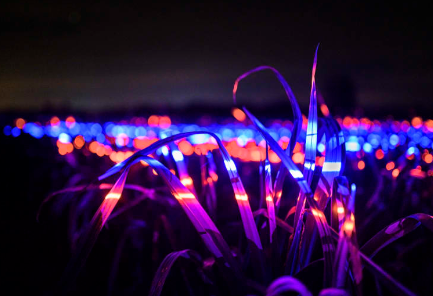 صور: حقل هولندى يتوهج بأضواء راقصة مستوحاة من تكنولوجيا "علم الضوء"