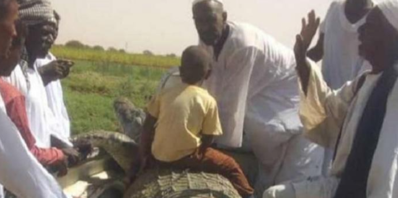 بالفيديو: مزارع سودانى يصطاد تمساح ضخم طوله 5 أمتار.. طارده لمدة 21 يوم