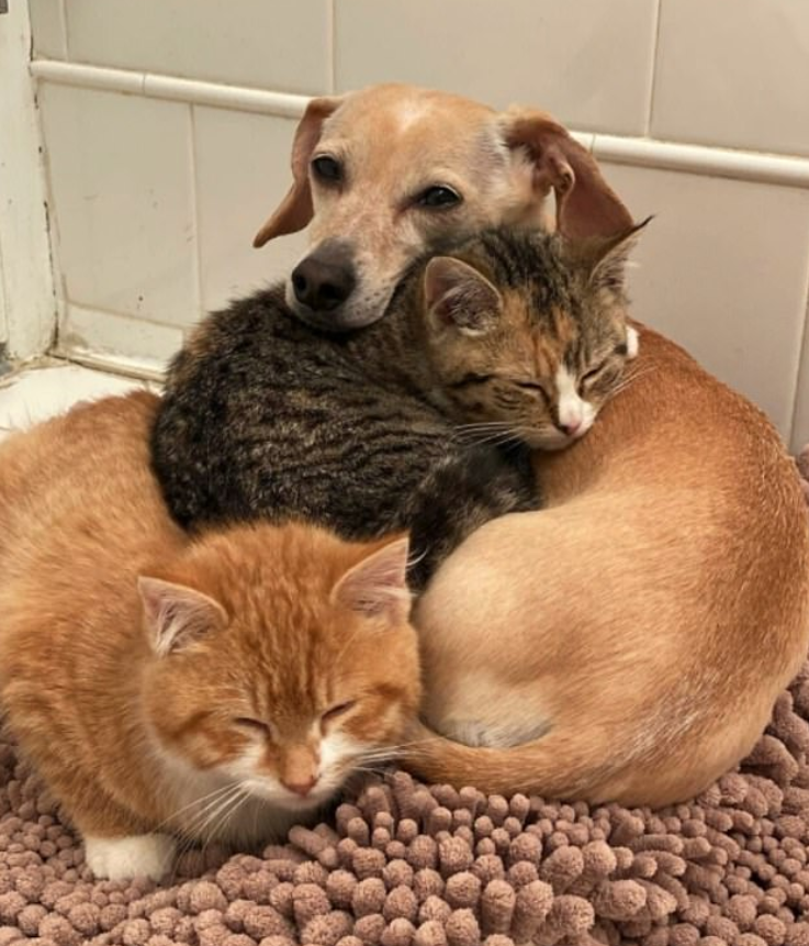 بالصور: كلبة تتبنى قطتين صغيرتين وتصبح أما لهما
