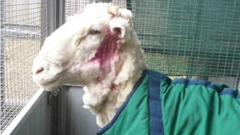 بالفيديو | نعجة استرالية تحمل صوفا بوزن 40 كيلوغراما