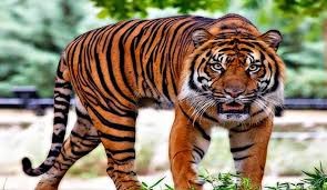 بالفيديو | اسمع.. نمر يزقزق كالعصافير