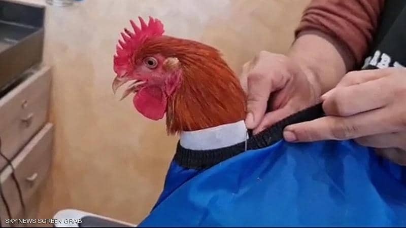 شاهدوا | "الديك المدلل" في صالون الحلاقة حديث أهالي مراكش