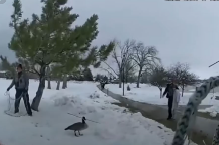 شاهدوا | انقاذ "وزة" أصيبت بسهم عالق في رأسها