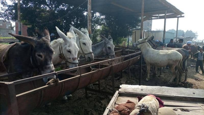 شاهدوا | سوق الحمير في "مصر" البيع والشراء بعقود وخبراء تثمين