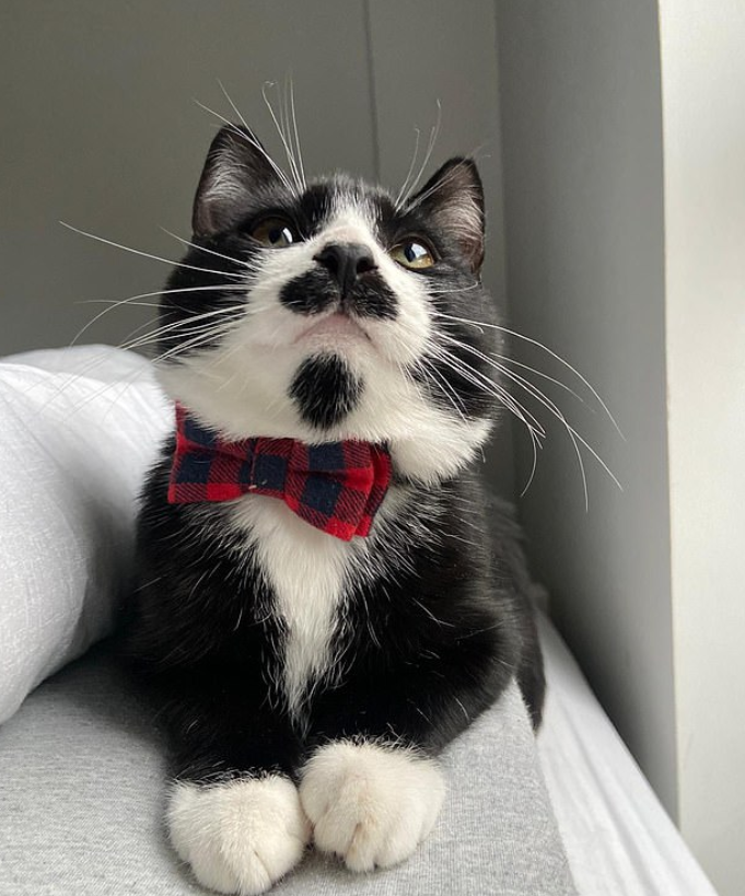 صور: قط ينال شهرة كبيرة بسبب "شاربه".. يشبه الكابتن جاك سبارو