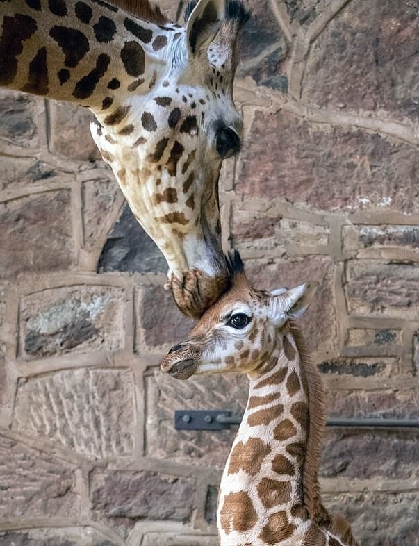 صور: ولادة أندر زرافة مهددة بالإنقراض فى بريطانيا