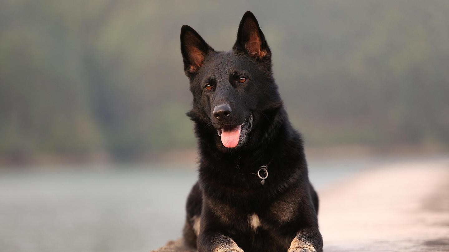 صورة | في حديقة حيوان "صينية" أغرب فعلة بـ"كلب" أليف
