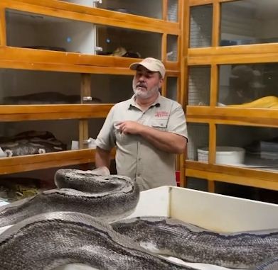 شاهدوا: مالك حديقة للزواحف ينجو من لدغة ثعبان بأعجوبة فى كاليفورنيا