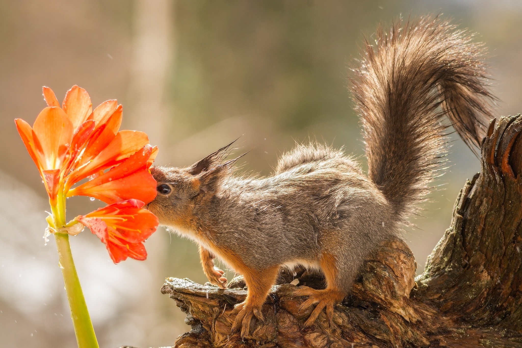 صور: حيوانات تستقبل الربيع بالاستمتاع برائحة الزهور