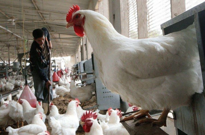 جنين: نفوق 12 ألف طير إثر حريق داخل مزرعة لتربية الطيور