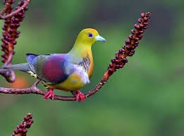 شاهدوا| الحمامة "الملونة" العجيبة. حقيقة أم إبداع محترف "فوتوشوب"؟