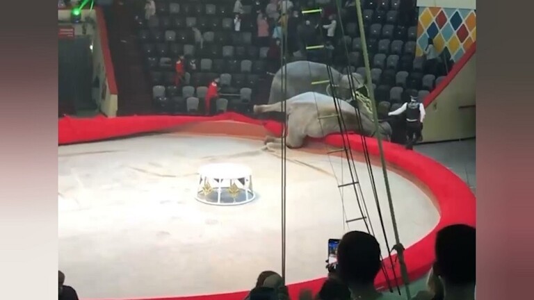 بالفيديو | عراك فيلين في "سيرك روسي" يخرج عن السيطرة