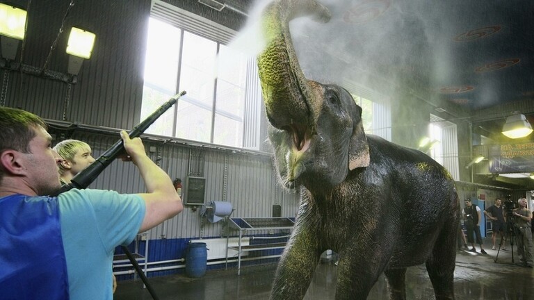 بالفيديو | فيل يهاجم موظفا في "سيرك" مدينة قازان