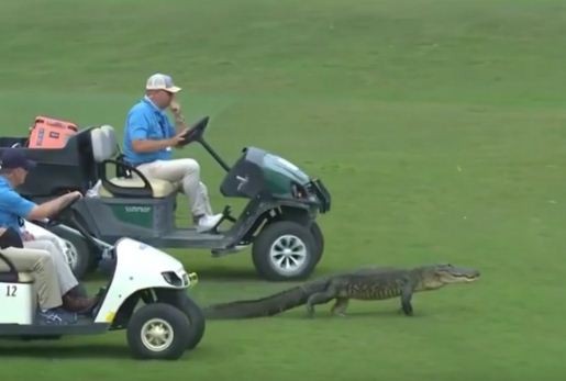 تمساح يخرج من النهر ويقتحم بطولة جولف فى ولاية لويزيانا الأمريكية