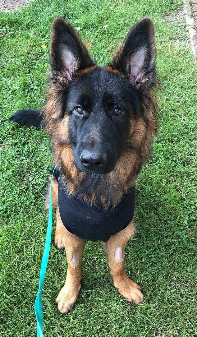 كلب ينجو من الموت بعد خضوعه لجراحة عاجلة بعد ابتلاعه سيخ كباب