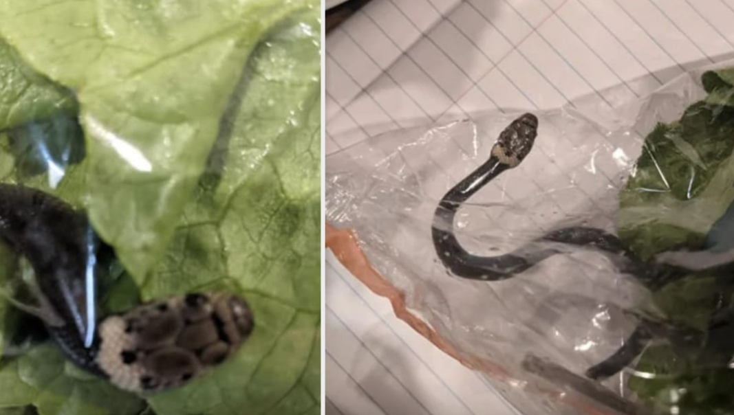 أسترالية وابنها يعثران على ثعبان حى داخل "كيس سلطة خضراء"
