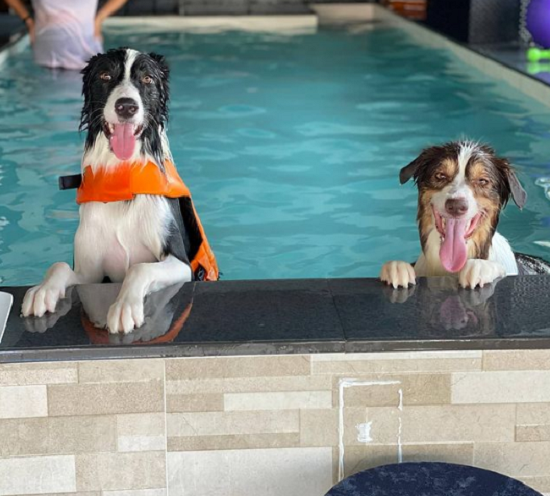 حمامات سباحة للكلاب بسنغافورة وأمريكا.. اعرف سعر التذكرة للساعة الواحدة