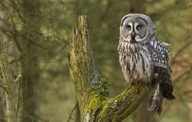 شاهدوا | رصد أنواع نادرة من "البومة" ذات العيون البرتقالية لم تشاهد منذ نحو 125 عاما!