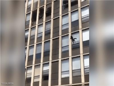 قط ينجو من الموت بأعجوبة ويقفز من الدور الخامس بعد نشوب حريق
