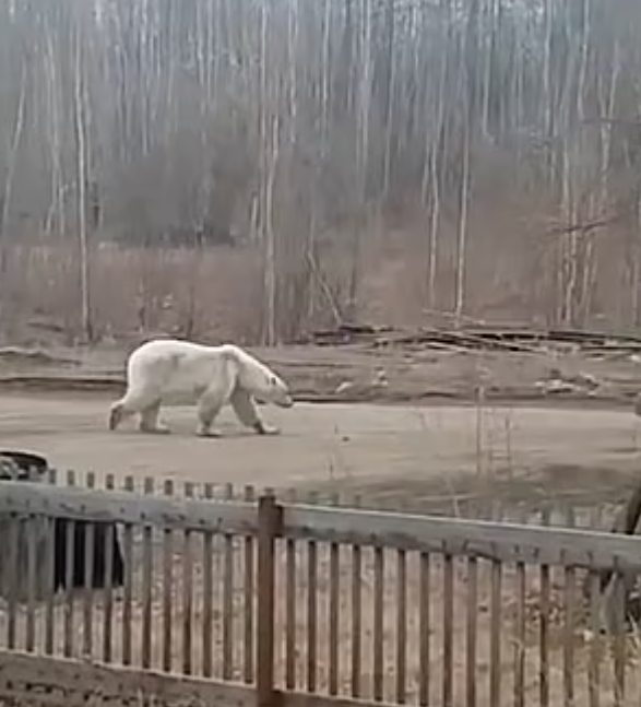 دب قطبى جائع يضع قرية روسية تحت الحصار