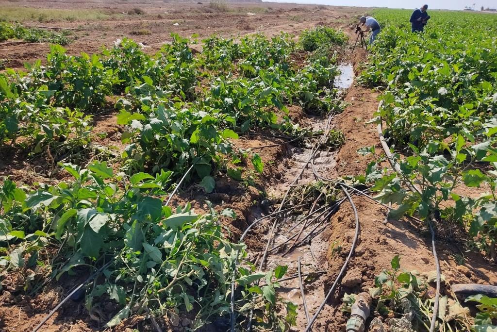 مجلس العمال يطالب بالتدخل الفوري لتعويض القطاعين الزراعي والصناعي نتيجة العدوان على غزة