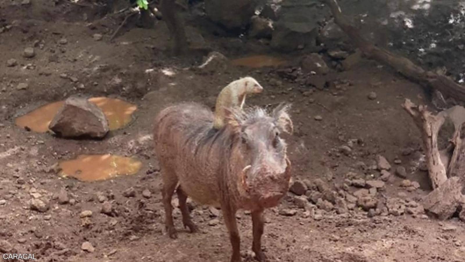 "تيمون وبومبا" يتحولان لحقيقة فى حديقة حيوان بأدغال أفريقيا