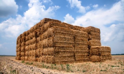 نابلس: مستوطنون يسرقون 110 "بالات" قش