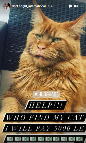 مكافأة 5 آلاف جنيه لمن يعثر على قط تائه في الغردقة