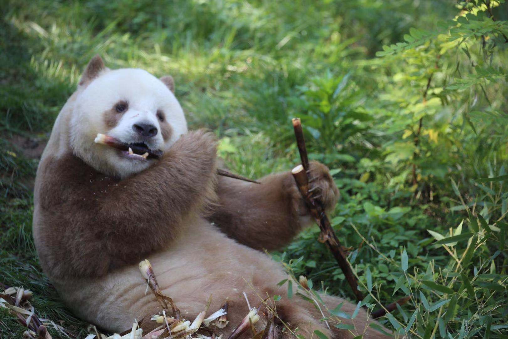 ظهور خاص لباندا عملاقة بنية اللون بمعهد أبحاث تشينلينج في الصين