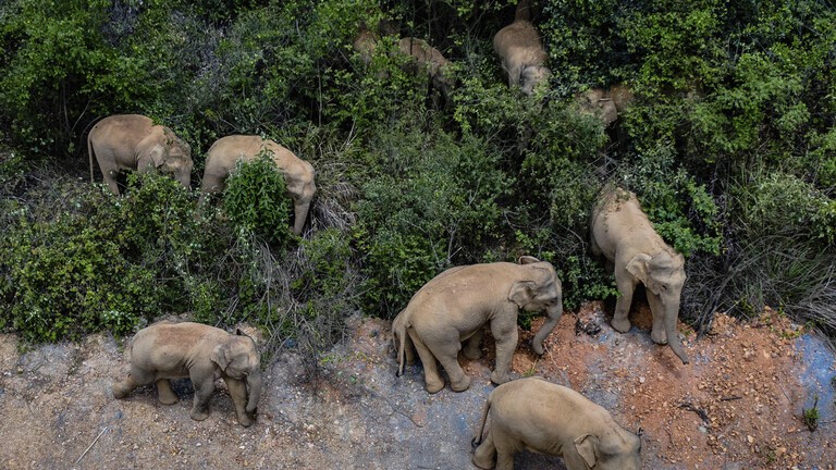 بالفيديو | قطيع من الفيلة يقترب من مدينة رئيسية صينية ويهدد السكان