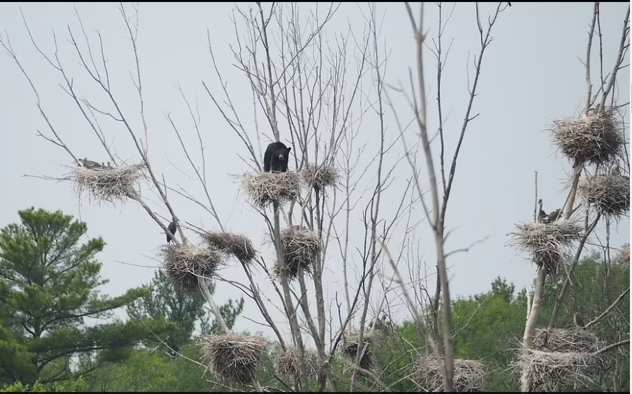 دب 75 رطل يتسلق شجرة بطول 5 طوابق للجلوس على عش طائر