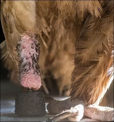 لأول مرة... زرع أول شريحة معدنية لنسر فقد قدمه فى النمسا