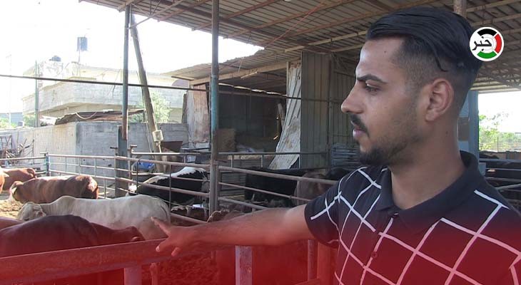 بالفيديو: أسعار أضاحي العيد 2021 في غزّة ونسبة الإقبال على شرائها