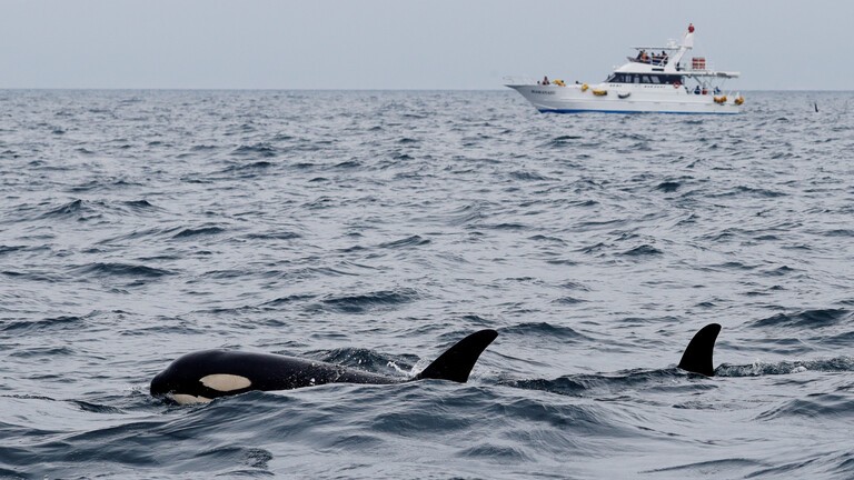 بالفيديو | حيتان قاتلة تهاجم يختا وتحاول إغراقه