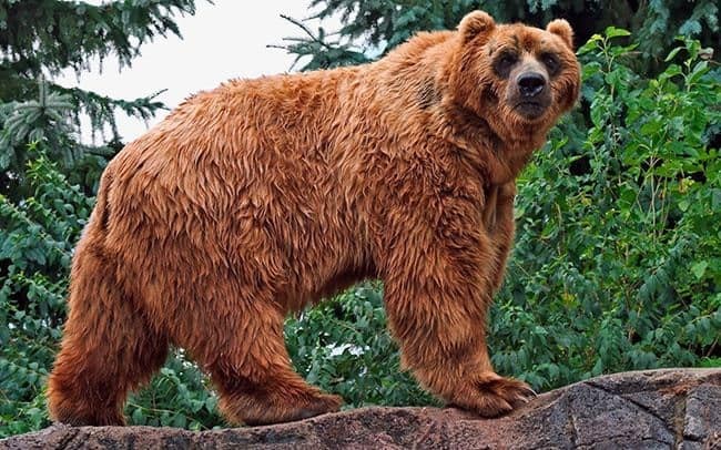 شاهدوا | دب عالق في عمود كهرباء يتسبب بانقطاع التيار في أريزونا الأمريكية