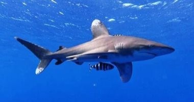 دراسة تكشف عن تاريخ أول حادثة قتل إنسان على يد سمك القرش