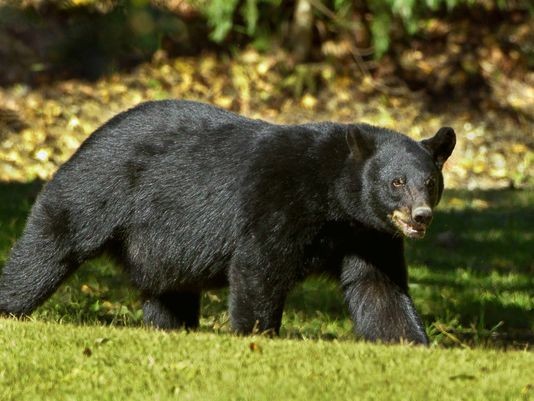 بالفيديو | دب أسود يدمر عددا من السيارات في بلدة أمريكية بحثا عن الطعام