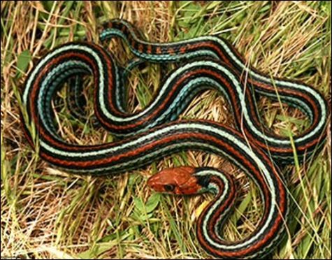 مسؤول مصري يتحدث عن إمكانية وصول العقارب والثعابين إلى القاهرة