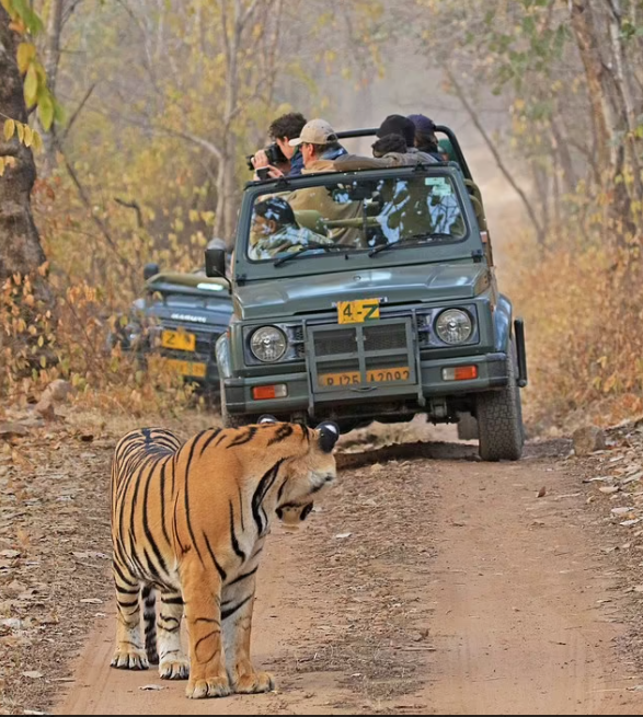 نمر هندى يفاجئ مجموعة سائحين بالظهور أمام سيارتهم.. خوفهم ضيع عليهم الصورة